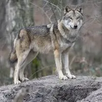 Die Zahl der Wolfsnachweise ist im Bezirk Lienz zuletzt deutlich gestiegen