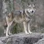 Ein Wolf wurde am Dienstag erlegt – für einen zweiten gilt nun die Abschussverordnung