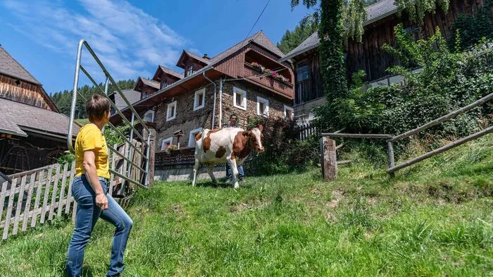 Am steilsten Bergbauernhof der Steiermark müssen Kühe wie Gina trittsicher sein