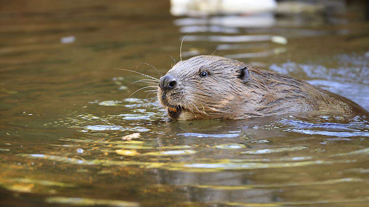 Bis zu einen Flusskilometer erstreckt sich ein Biber-Revier