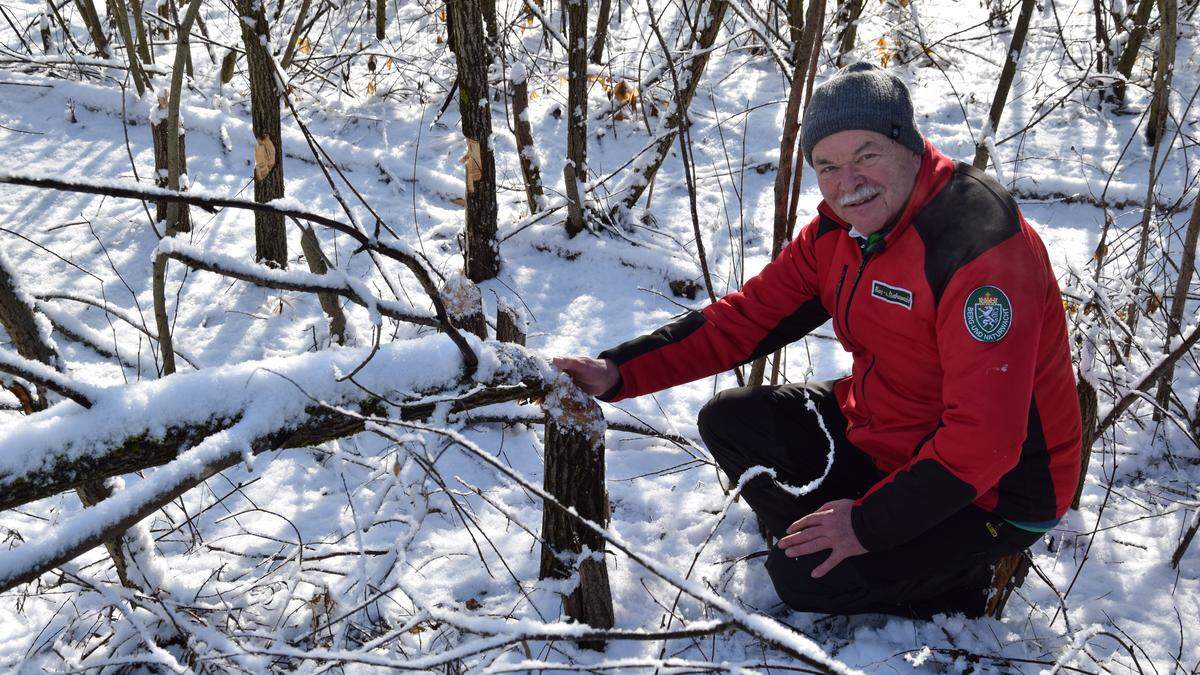 Herbert Traisch mit einem von einem Biber gefällten Baum - im Hintergrund einige angenagte Exemplare