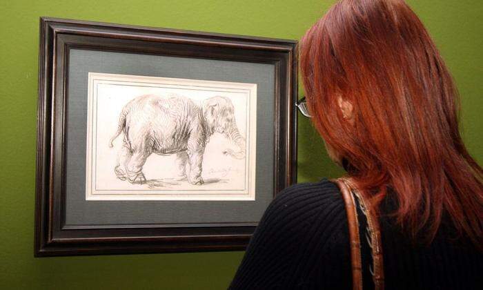Ein unzweifelhafter Rembrandt: Zeichnung eines Elefanten in der Wiener Albertina