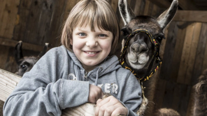 Lamas sind sehr freundliche Tiere und kommen gut mit Menschen aus. Klicken Sie sich durch die Bilder...