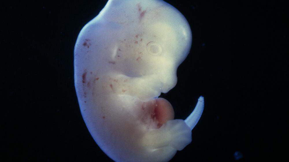 Der Embryo einer Ratte