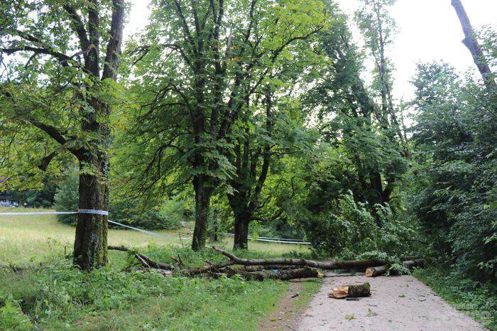 Der umgestürzte Baum forderte ein Todesopfer und einen schwer Verletzten.