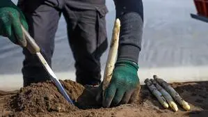 Die Spargelernte in Friaul läuft auf Hochtouren 