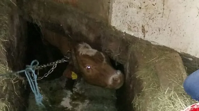 Die Kuh im Schwemmkanal für Gülle in Elsenau