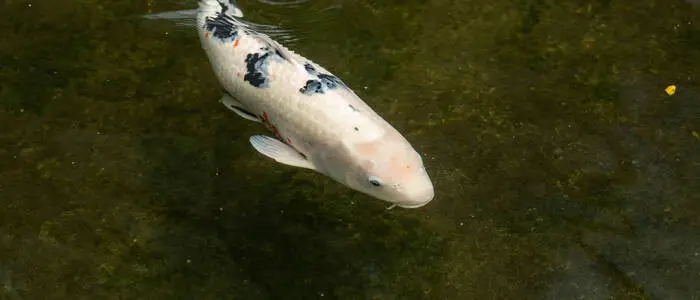 Der Mann stürzte in den Fischteich (Sujetbild)