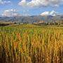 Nicht nur im peruanischen Hochland gedeiht Quinoa prächtig
