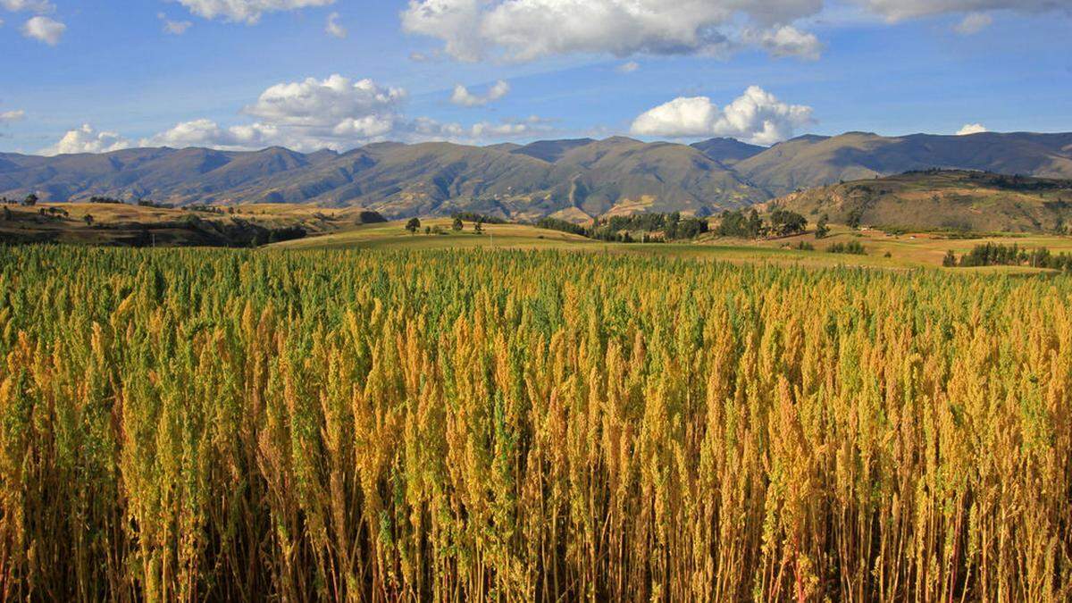 Nicht nur im peruanischen Hochland gedeiht Quinoa prächtig