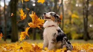 Australian Shepherds tragen oft das Merle-Gen