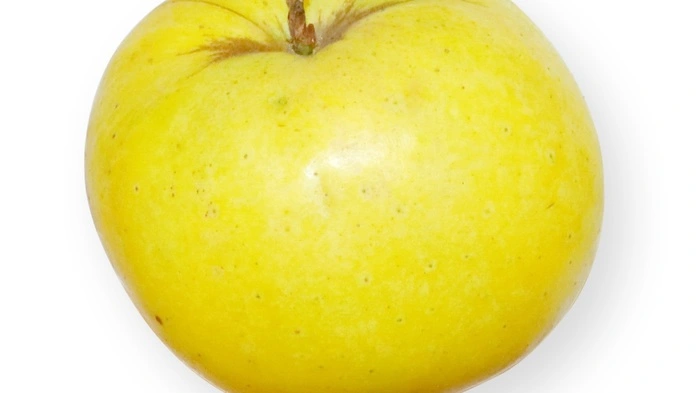 Der Gelbe Edelapfel galt in der Steiermark genauso als verschollen wie...