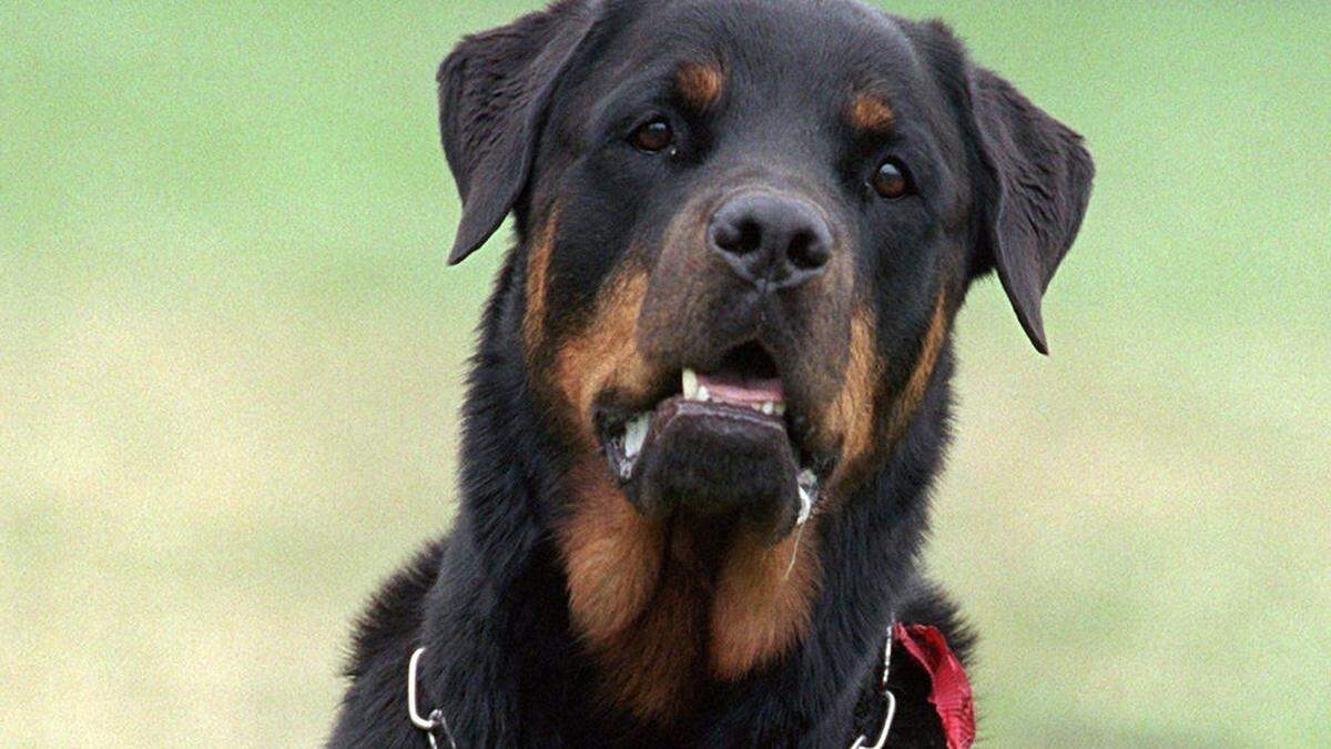 Rottweiler/Sujetbild 