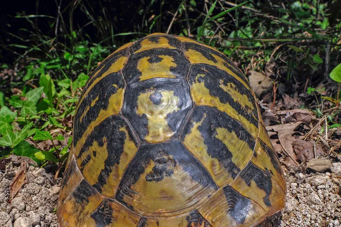 Eine griechische Landschildkröte bei der Eiablage.