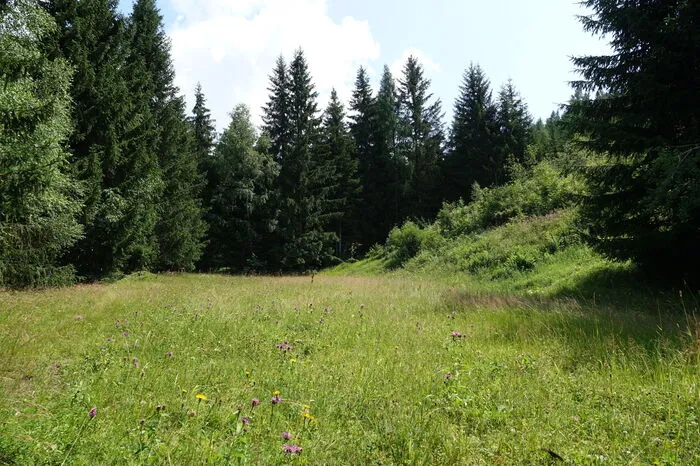 Auf diesem Grundstück sollen die 12 Chalets gebaut werden