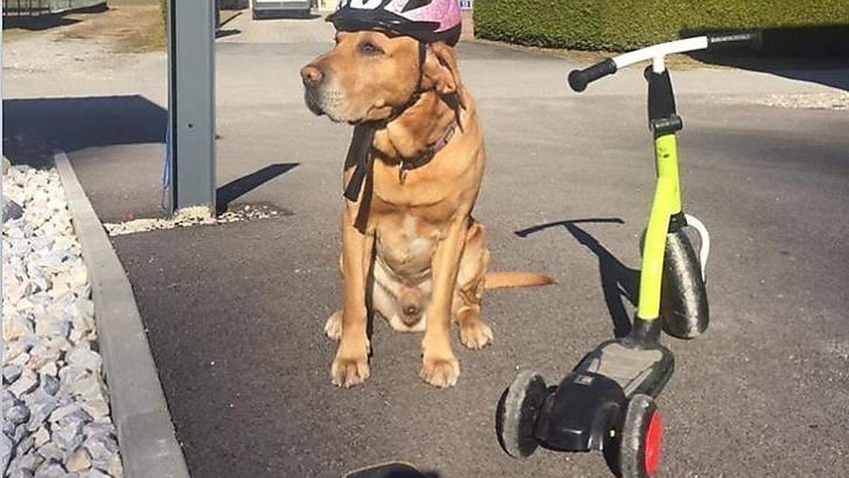 Hund Kiro ist bereit für einen Ausflug mit dem Roller