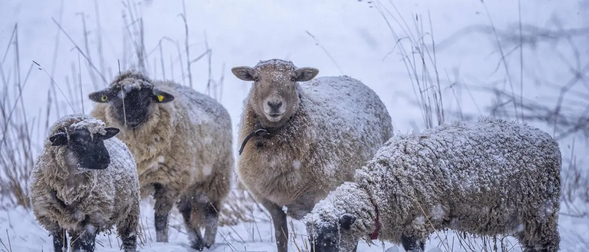 Winterwetter, Schneetreiben, Schafe auf einer verschneiten Weide, suchen nach Futter, dickes Fell, Elfringhauser Schweiz, bei Hattingen, NRW, Deutschland Schafe Winter *** Winter weather, driving snow, sheep on a snowy pasture, looking for food, thick coat, Elfringhauser Schweiz, near Hattingen, NRW, Germany sheep winter