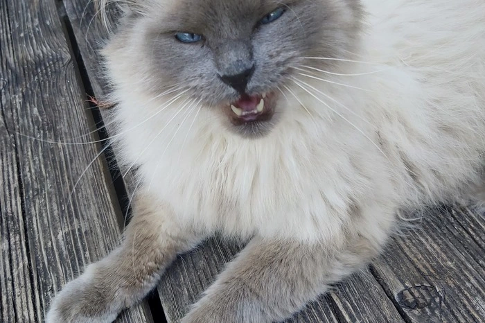 Kater Gizmo reagiert noch etwas „allergisch“ auf den Frühling.