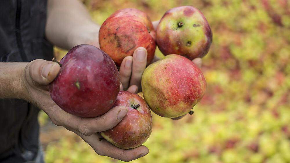 Wer Äpfel für den Pöllauer Cuvée zur Verfügung stellt, bekommt auch den Saft