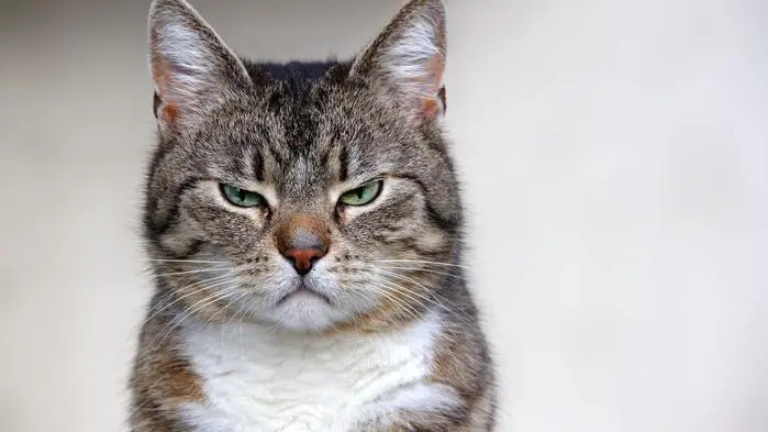 Katze blickt in die Kamera