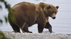 This image provided by the National Park Service shows bear 901 at the Katmai National Park and Preserve in Alaska, on Sept. 12, 2025. (E Johnston/National Park Service via AP)