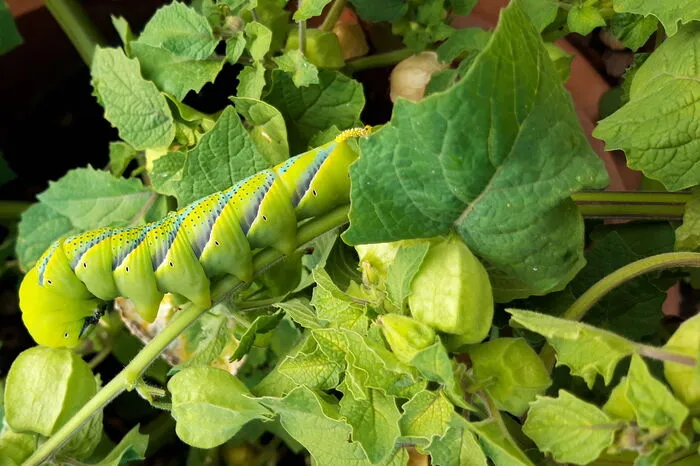 Über einen besonderen Gast in im Garten durfte sich Josefa Weiglhofer freuen.