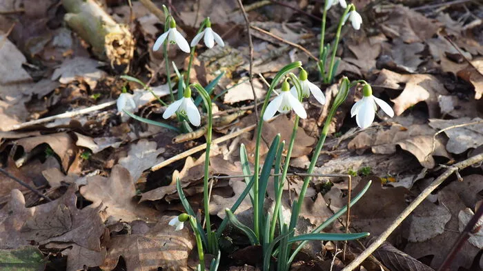 Die Schneeglöckchen, kämpfen sich als erste Frühlingsboten durch die Erde und strecken ihre Köpfe meist noch in Richtung Wintersonne. Schneeglöckchen "heizen" sich übrigens selbst ein - ein Trick, mit dem es die Pflanze sogar schafft, Schnee in unmittelbarer Umgebung zum Schmelzen zu bringen.
