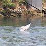 Der Delfin ist aus dem Triester Kanal geschwommen