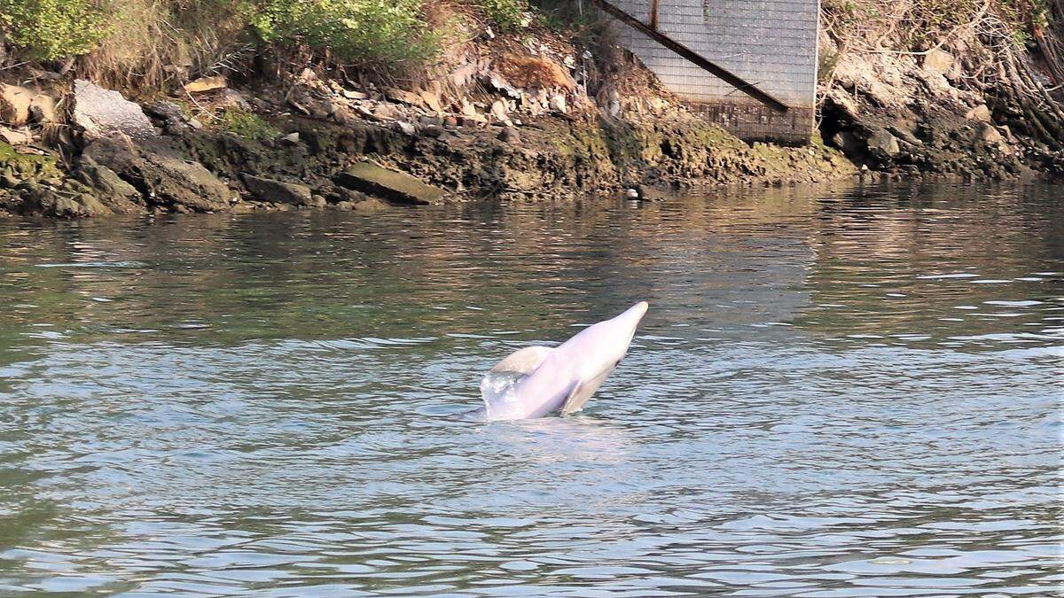 Der Delfin ist aus dem Triester Kanal geschwommen