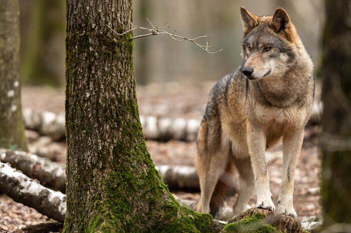 Wolf Tier Wald; sujet