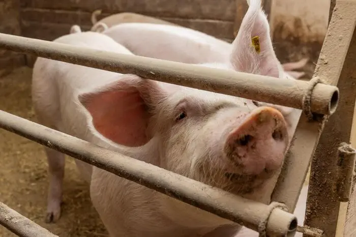 Glücklich sind die Schweine, die in der Lerchenhof-Landwirtschaft aufwachsen und auf natürliche Art und Weise heranwachsen dürfen.