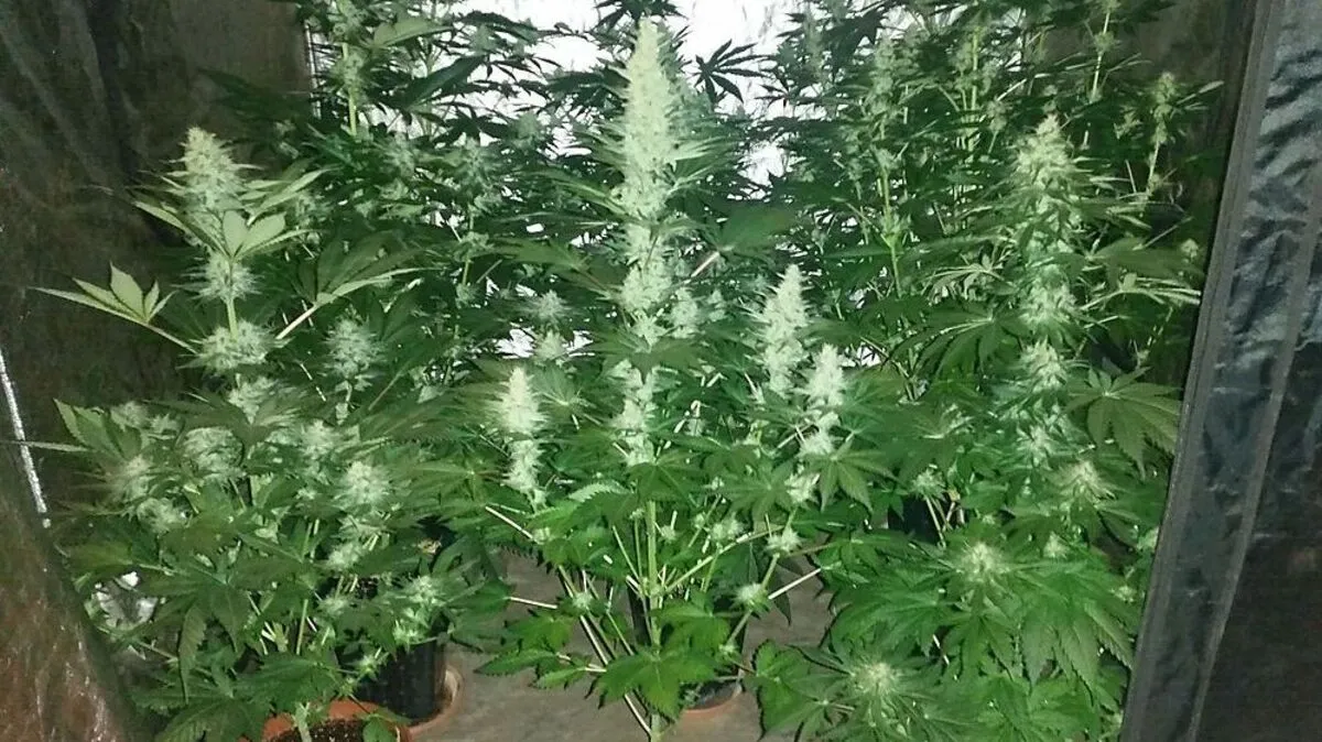 Indoor-Aufzuchanlage vorgefunden