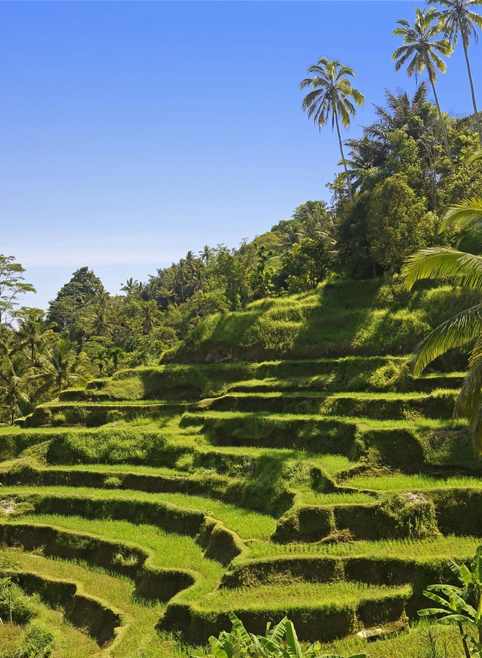 Reisterrassen auf Bali