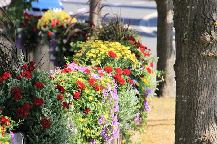 Fünf Floras