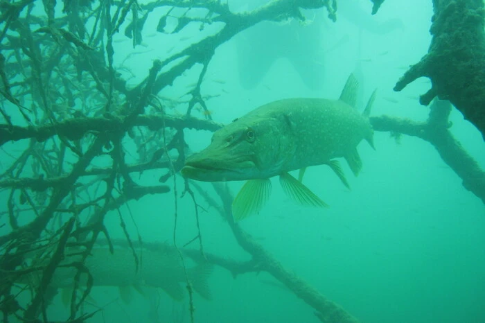 Raubfische, wie der Hecht, sind auch im Klopeiner See heimisch.