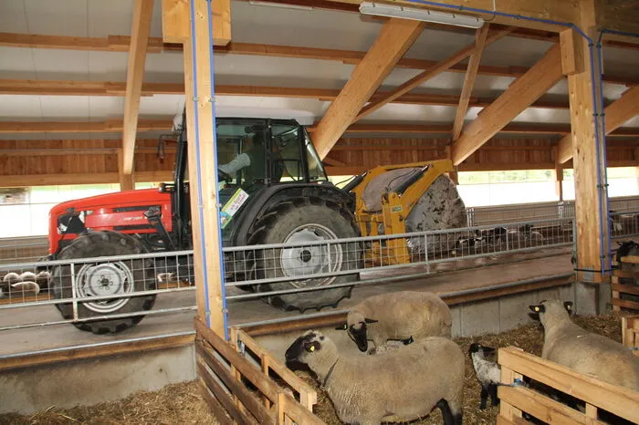 Vor der Fütterung ist der Lärmpegel im Stall hoch, danach herrscht stoische Ruhe.