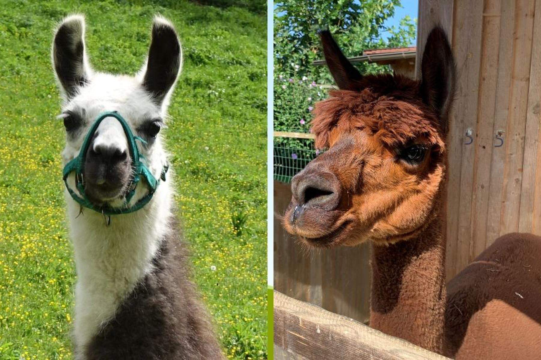 Lama versus Alpaka Was man ber die flauschigen Tiere aus den