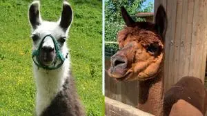 Lamas und Alpakas haben die Herzen erobert