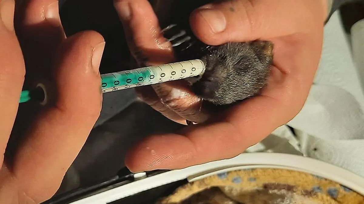 Ein Eichhörnchenbaby wurde vor dem Tod gerettet, eines starb
