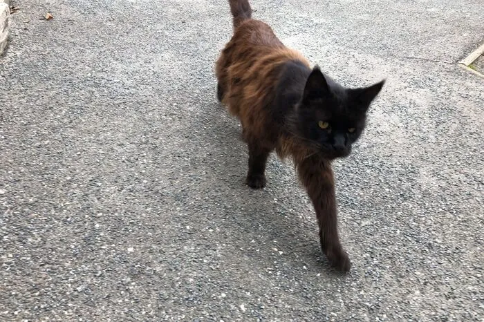 Vor dem Kindergarten wartet die Katze auf den kleinen André