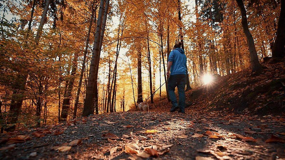 Die Klagenfurter Stadtwälder werden an den Klimawandel angepasst