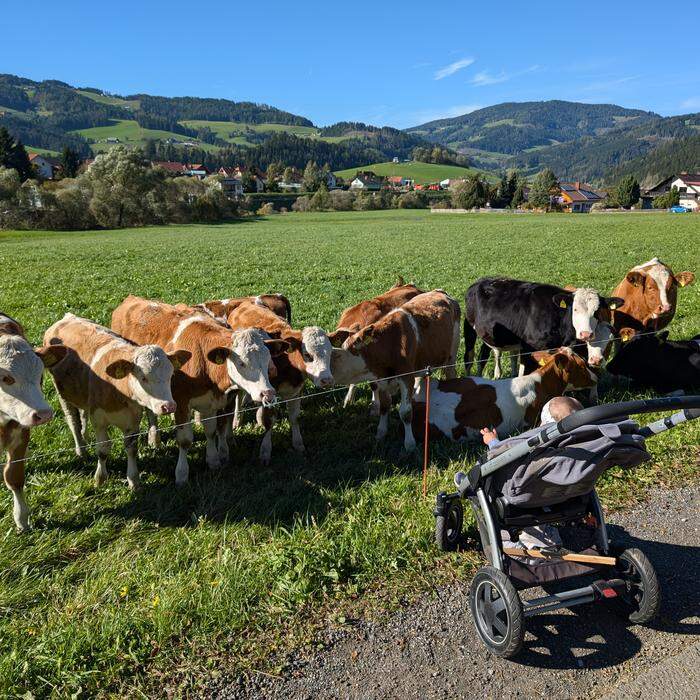 Kinderwagen vor Kühen