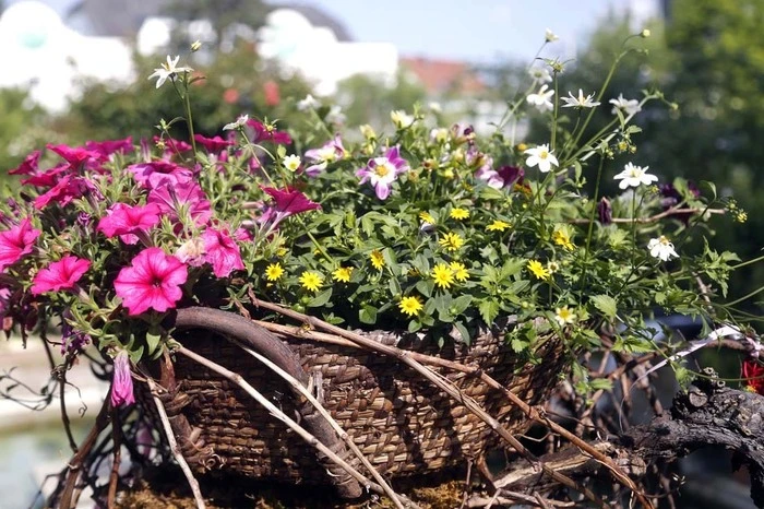 Derzeit blühen, wachsen und gedeihen rund 120 verschiedene Kräuterarten im wunderschön gepflegten Garten.
