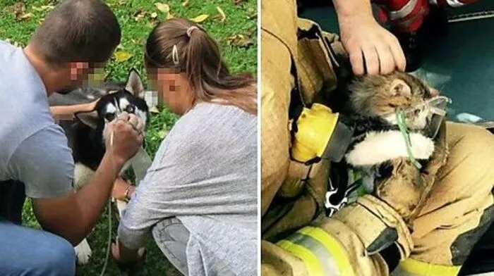 Wiederholt setzt die Feuerwehr auch bei Tieren Beatmungsmasken ein