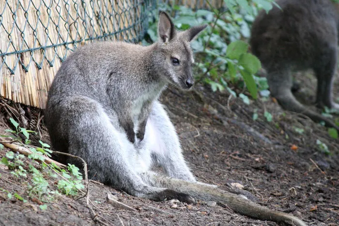 Randalierendes Känguru in Australien.31. Juli: Ein ungewöhnlicher Einbrecher hat bei einer Familie in Melbourne Chaos angerichtet: Ein Känguru ist durch eine Fensterscheibe ins Haus eingedrungen und hat dabei einige blutende Wunden davongetragen. Das Känguru zog sich durch die Glasscherben einige Schnittwunden zu, hüpfte panisch im Haus herum und machte eine Menge  Unordnung, bevor es erschöpft im Badezimmer niedersank. Känguru "Norman" wurde wegen diverser Fleischwunden weiter behandelt. Nach dem Einbruch folgte aber der Ausbruch: Das körperlich angeschlagene Känguru hüpfte über den Zaun seines Geheges und ward nicht mehr gesehen.