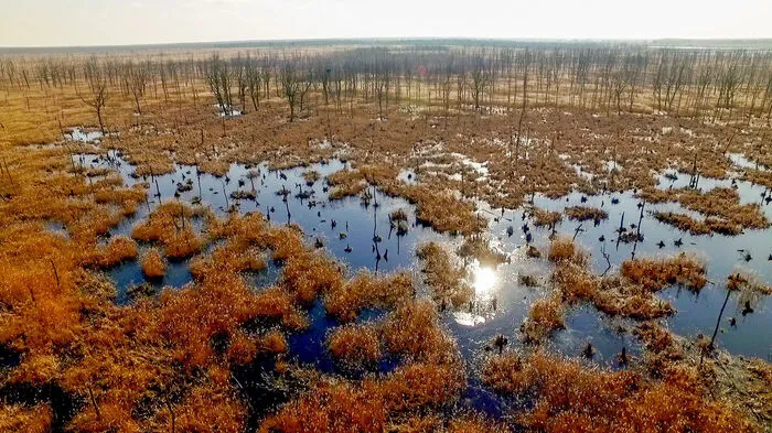 Das Oder-Delta, nur einen Flügelschlag von der Küste der Ostsee entfernt, ist in Europa einzigartig: Wildpferde und Wölfe, Wisente, Biber sowie Kormorane tummeln sich im magisch anmutenden Naturjuwel.