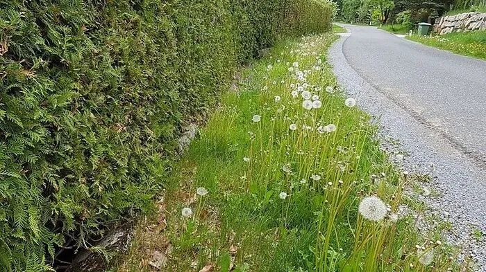 Wird die Hecke beschädigt, zahlt der Schädiger!