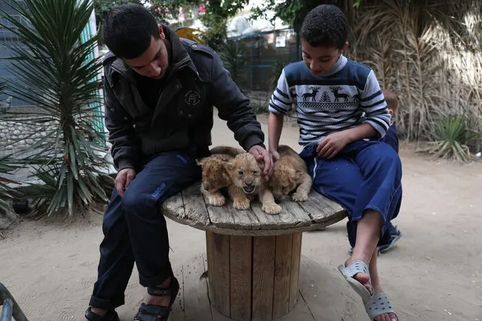 Der Besitzer eines Privatzoos im Gazastreifen will drei Löwenbabys verkaufen, weil er kein Geld für Futter habe.
