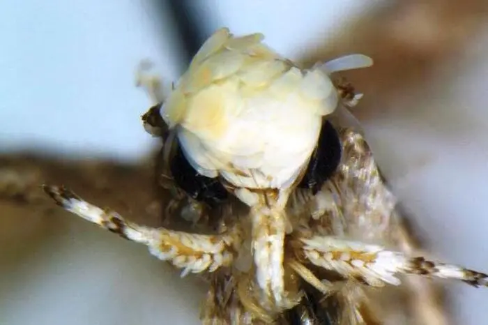 "Neopalpa donaldtrumpi" nannte der kanadische Insektenforscher Vazrick Nazari seine neu entdeckte Mottenart. Gelblich-weiße Schuppen auf dem Kopf der Motte erinnerten den Biologen an Trumps Frisur, stand vor kurzem im Magazin "ZooKeys". Bereits vor ein paar Jahren wurde eine stark behaarte Schmetterlings-Raupe im Netz als "Donald Trump caterpillar" oder auch "Trumpapillar", also als "Donald-Trump-Raupe" berühmt.  