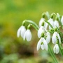 Schneeglöckchen